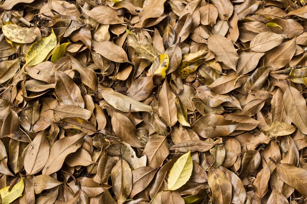 stock image Pile of brown holy leaves