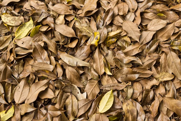 Mucchio di foglie sacre marroni Immagine Stock