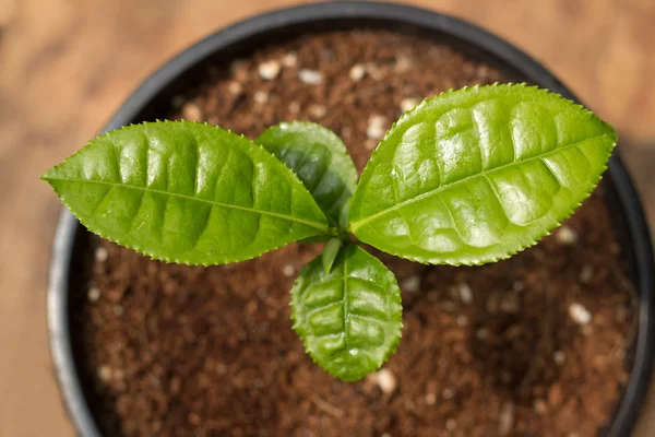 Potted Green Tea Plant in Pot — Stock Photo, Image