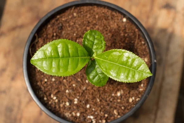 Potted Green Tea Plant in Pot — Stock Photo, Image