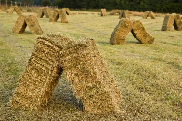 Field of stacked hay bales on farm Royalty Free Stock Images