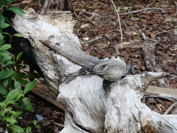 Iguana em uma árvore — Fotografia de Stock