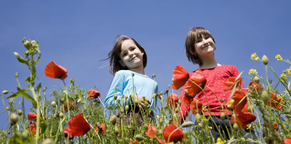 Little girls and corn roses — Stock Photo, Image