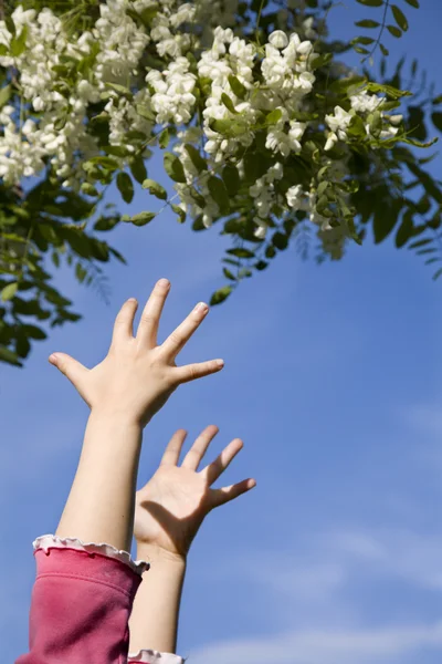 Hands of little girl and flowers - spring — Stock Photo, Image
