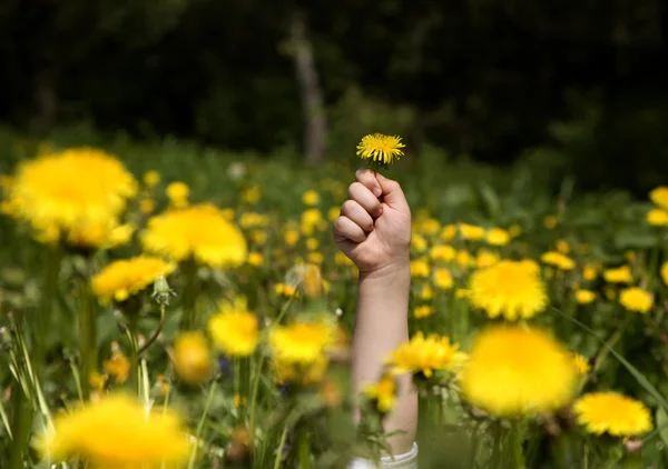 stock image Hand of little girl and dandelions