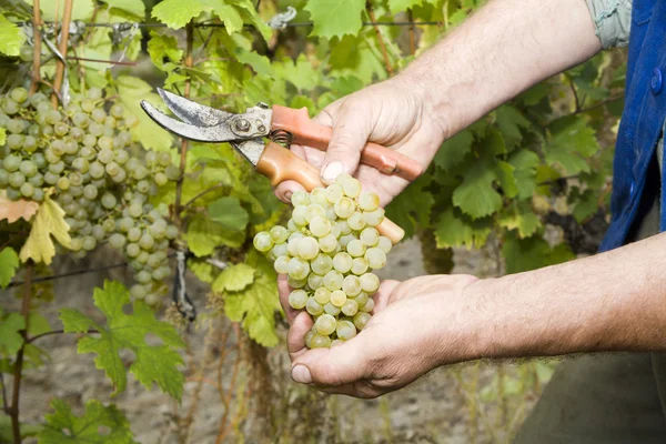 stock image Hands of vintner and grape