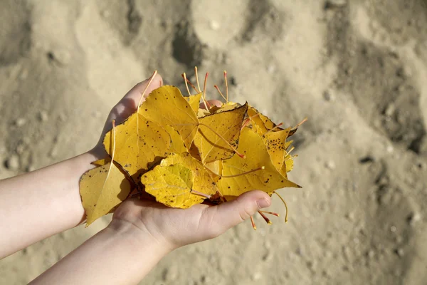Mano de niña y hojas de otoño —  Fotos de Stock