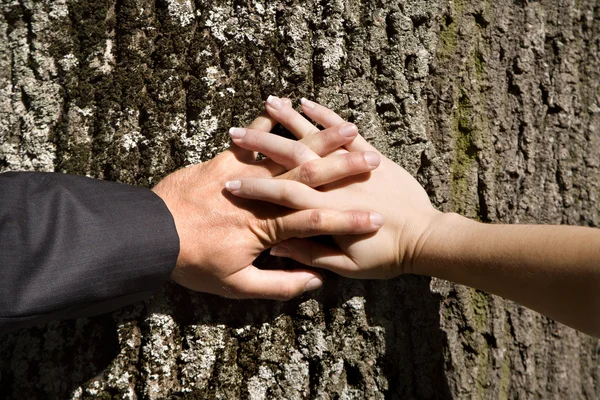 Hands of husband and wife on the tree — Stock Photo, Image