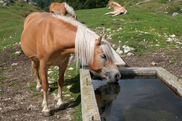 Лошадь при питье - Альпы — стоковое фото
