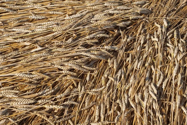 Cereales en el campo después de la tristeza — Foto de Stock