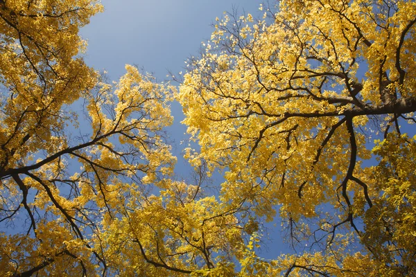 stock image Trees in atumn and the sky