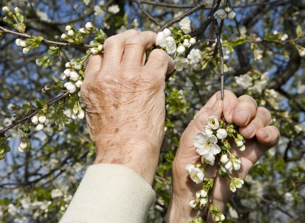 Hands of old woman and cherry tree flowers - spring — Stock Photo, Image