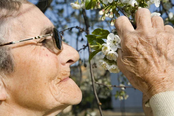 祖母和樱桃树 — 图库照片