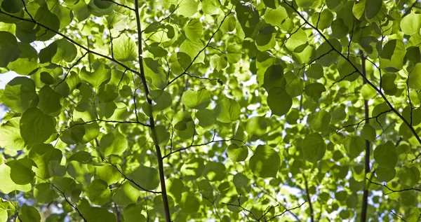 stock image Leafs in spring - green background