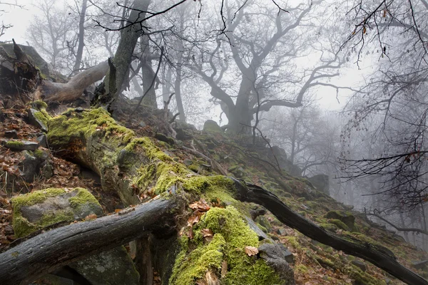 Autumn forest in the fog - old stem — Stock Photo, Image