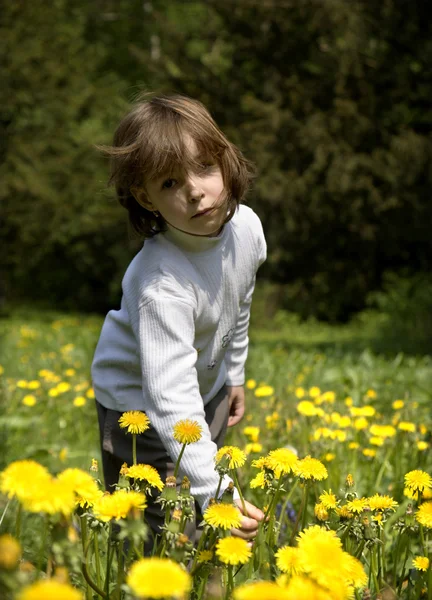 Little gril on the meadow and dandelions — Stock Photo, Image