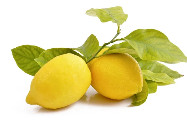 Soczystych cytryn z żółtymi liśćmi — Zdjęcie stockowe