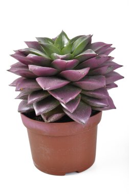 Echeveria with peaks red clipart