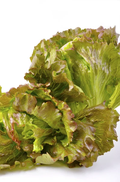 stock image Lettuce salad