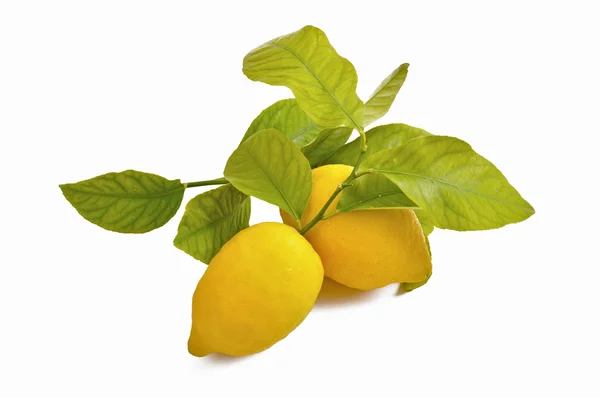 Soczystych cytryn z żółtymi liśćmi — Zdjęcie stockowe