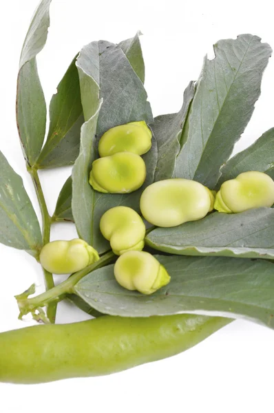 Fresh beans with leaves — Stock Photo, Image