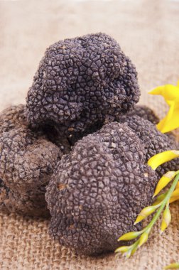 taze hasat siyah truffle