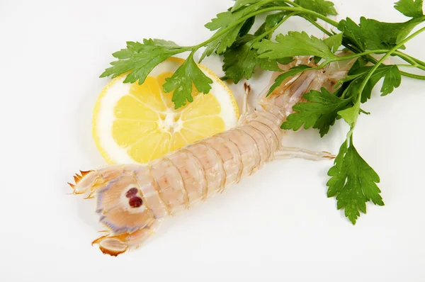 Mantis shrimp sea — Stock Photo, Image