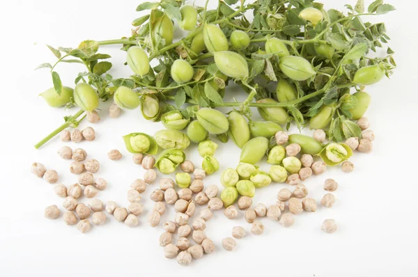 Burlap sack with chickpeas spilling out over a white background — Stock Photo, Image