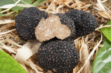 Freshly harvested black truffle clipart