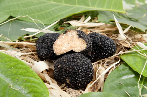 stock image Freshly harvested black truffle