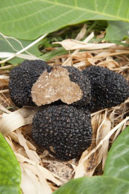 taze hasat siyah truffle