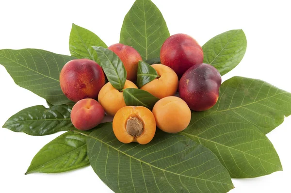 Абрикоси, персики і — стокове фото