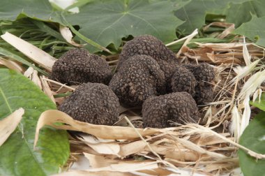 Freshly harvested black truffle clipart