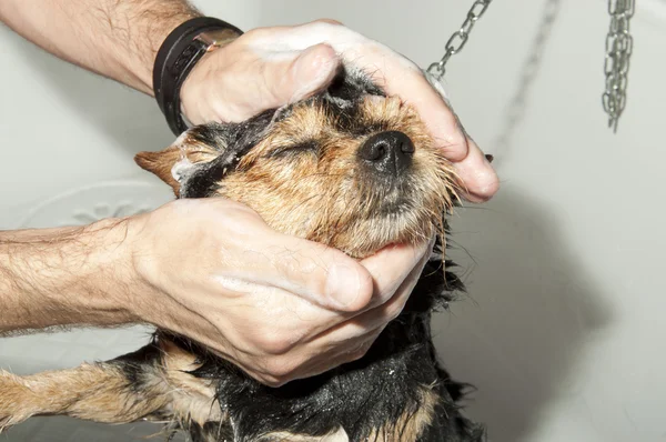 stock image Dog to washing