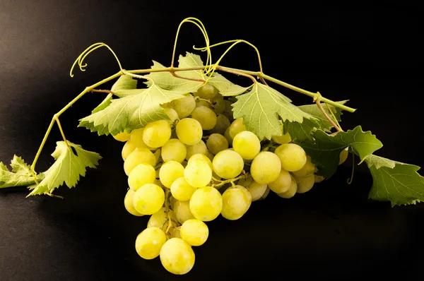 Белый столовый виноград — стоковое фото