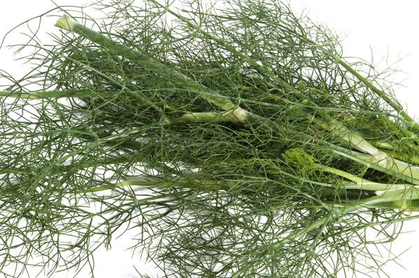 Wild fennel to flavor — Stock Photo, Image