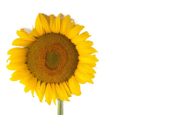 stock image Sunflower crocheted