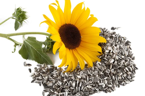 stock image Sunflower crocheted