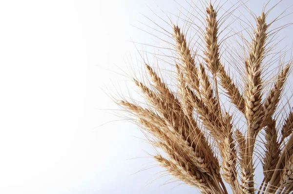 stock image Bunch of ears of wheat