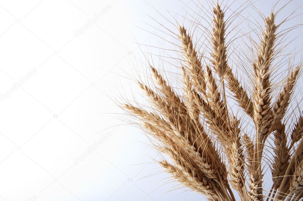 Bunch of ears of wheat