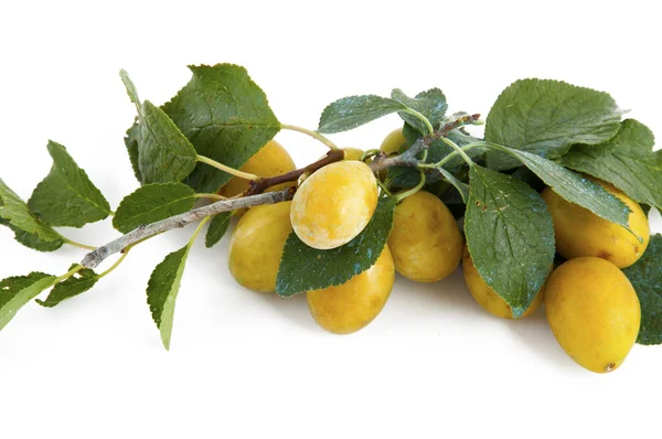 Yellow plums on branch with verdigris — Stock Photo, Image