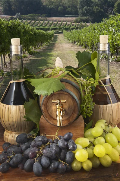 In oak casks with vines and grapes white and black — Stock Photo, Image
