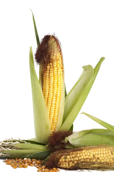 Una mazorca de maíz sobre un fondo blanco —  Fotos de Stock