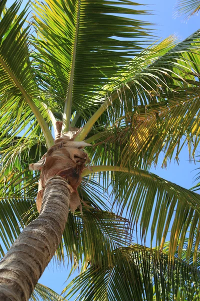 Palmboom op de achtergrond van blauwe lucht — Stockfoto