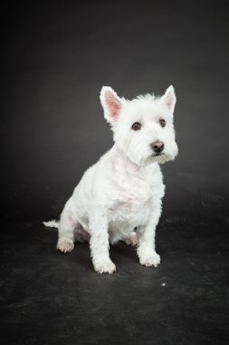 izole siyah arka plan üzerine beyaz westhighland westie terrier