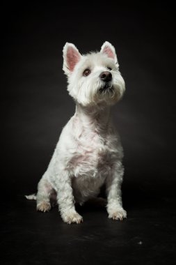 izole siyah arka plan üzerine beyaz westhighland westie terrier