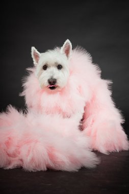 pembe boa izole siyah arka plan üzerine beyaz westhighland westie terrier