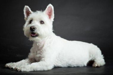 izole siyah arka plan üzerine beyaz westhighland westie terrier