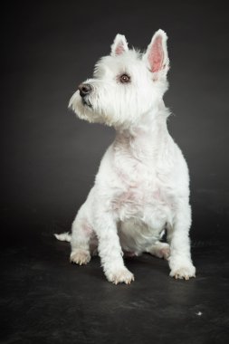 izole siyah arka plan üzerine beyaz westhighland westie terrier