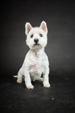 izole siyah arka plan üzerine beyaz westhighland westie terrier